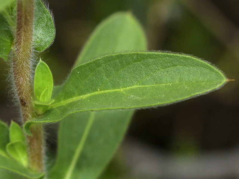 Asteriscus spinosus.03