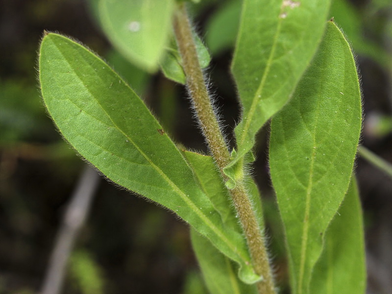 Asteriscus spinosus.05