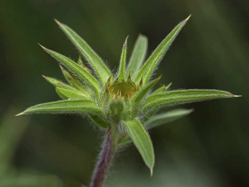 Asteriscus spinosus.06