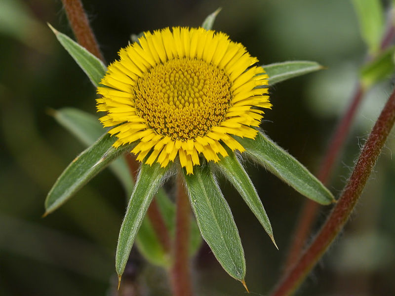 Asteriscus spinosus.10