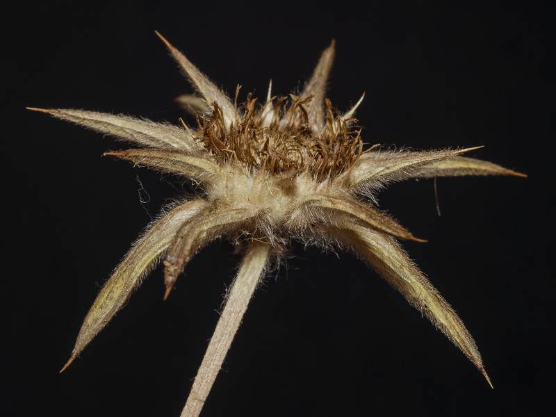 Asteriscus spinosus.16