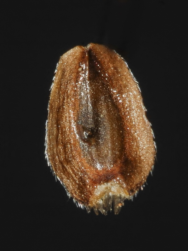 Asteriscus spinosus.18