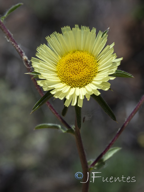 Asteriscus spinosus.20