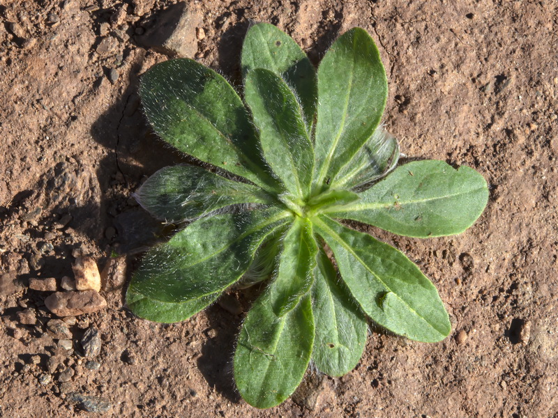 Asteriscus spinosus.27