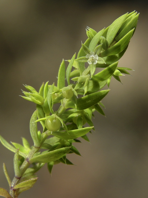 Asterolinon linum stellatum.01