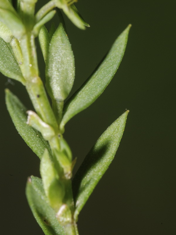 Asterolinon linum stellatum.02