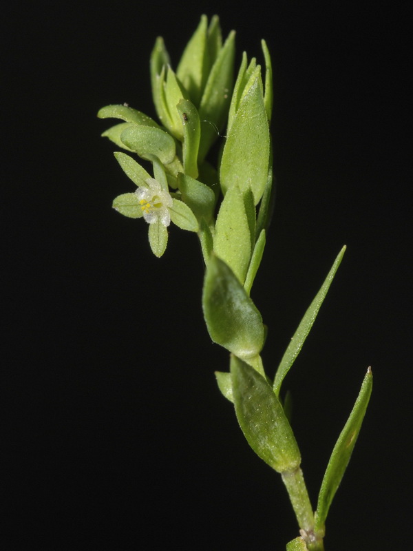 Asterolinon linum stellatum.03