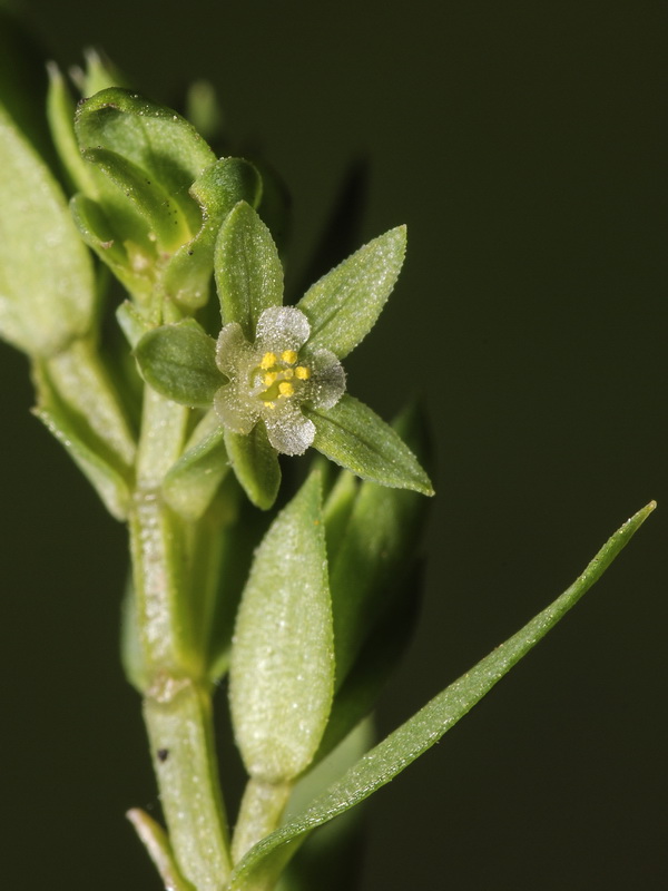 Asterolinon linum stellatum.05