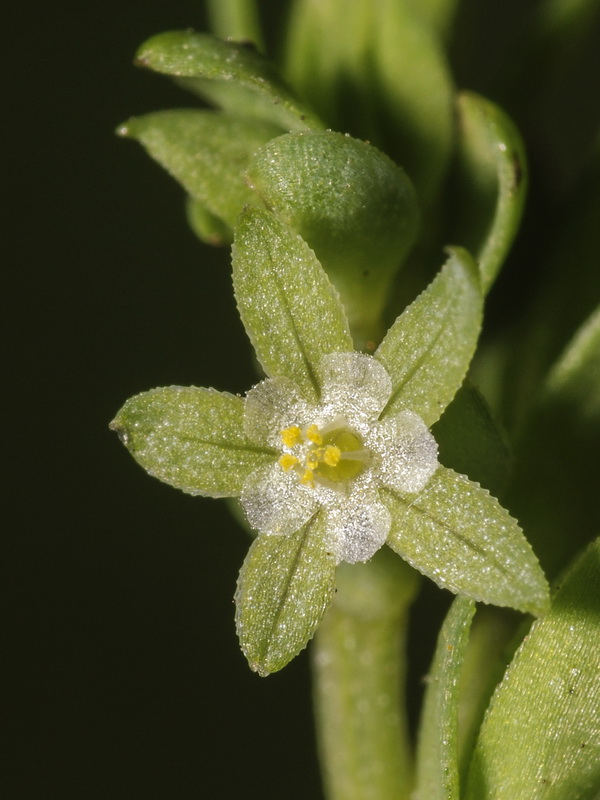 Asterolinon linum stellatum.06
