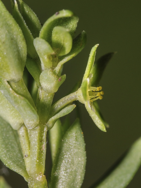 Asterolinon linum stellatum.07