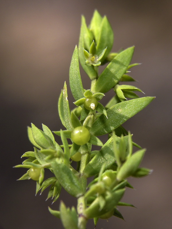 Asterolinon linum stellatum.08
