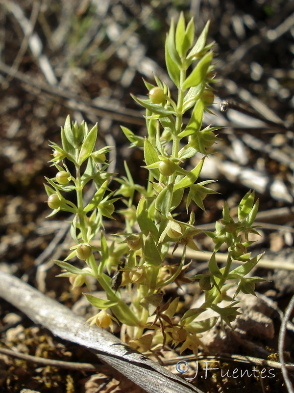 Asterolinon linum stellatum.09
