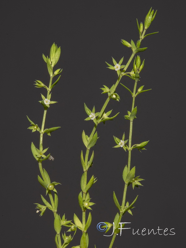 Asterolinon linum stellatum.10