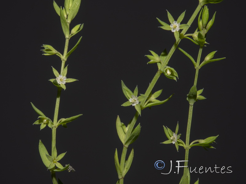 Asterolinon linum stellatum.11