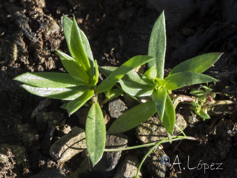 Asterolinon linum stellatum.12