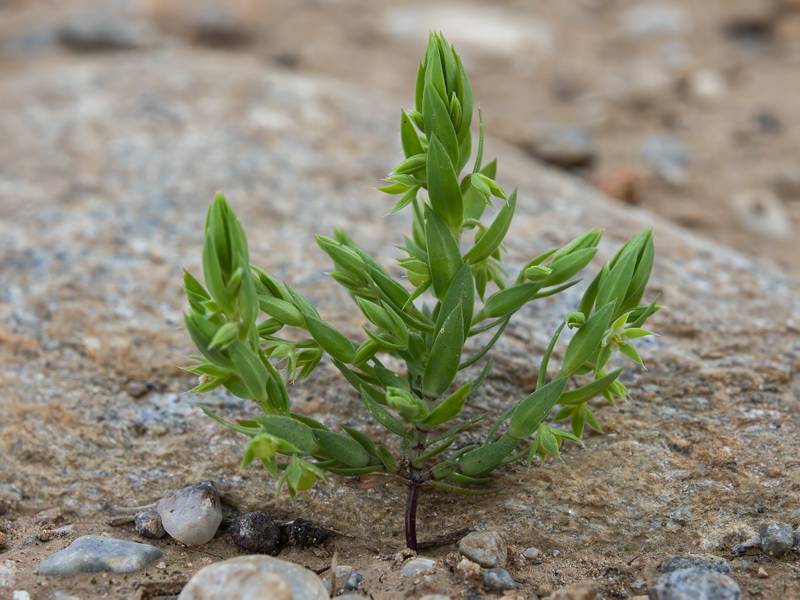 Asterolinon linum stellatum.13