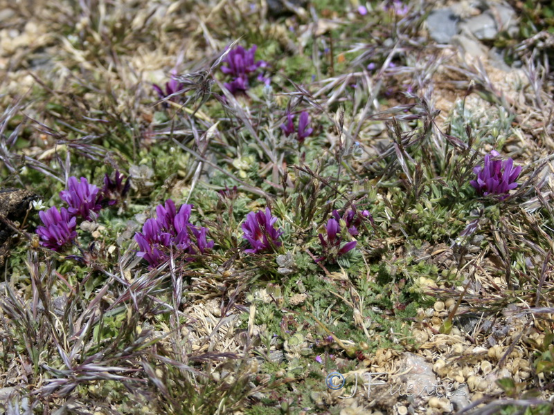 Astragalus bourgaeanus.01