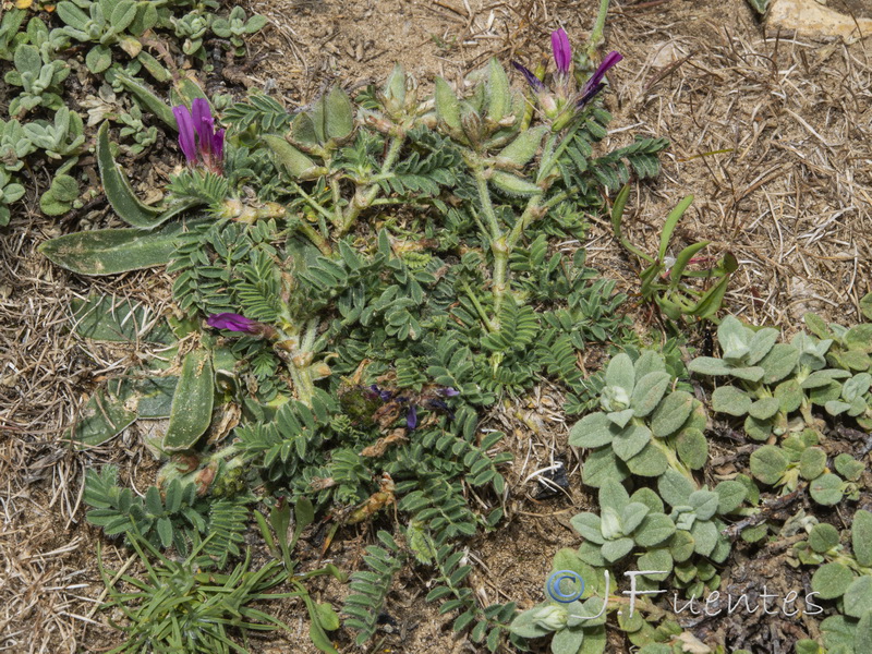 Astragalus bourgaeanus.02
