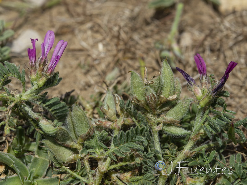Astragalus bourgaeanus.03