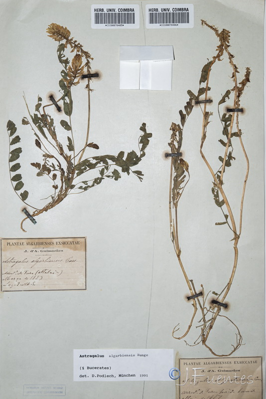 Astragalus algarbiensis.01