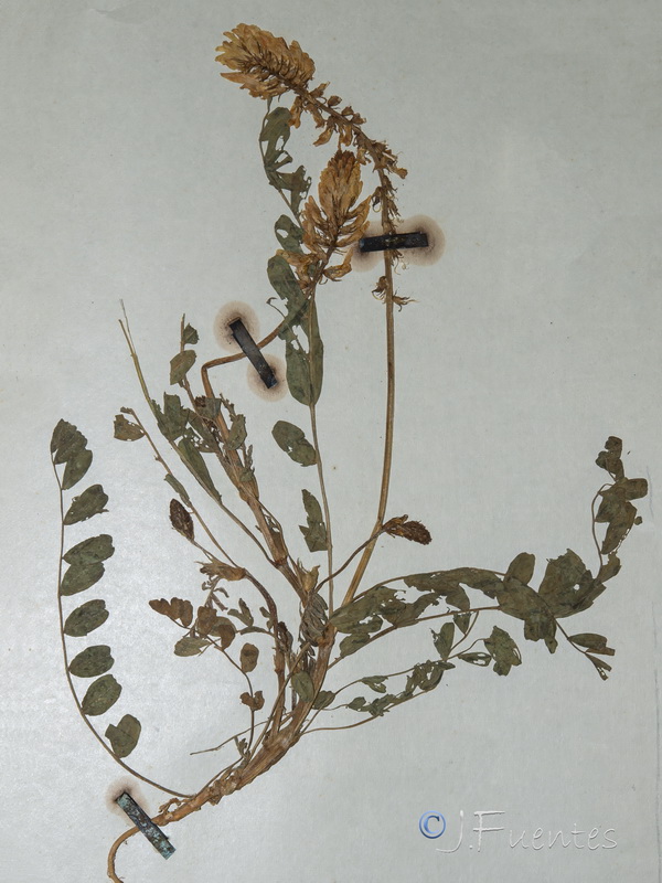 Astragalus algarbiensis.02