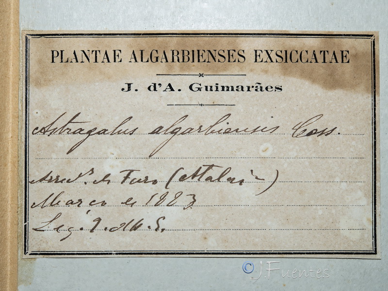 Astragalus algarbiensis.04