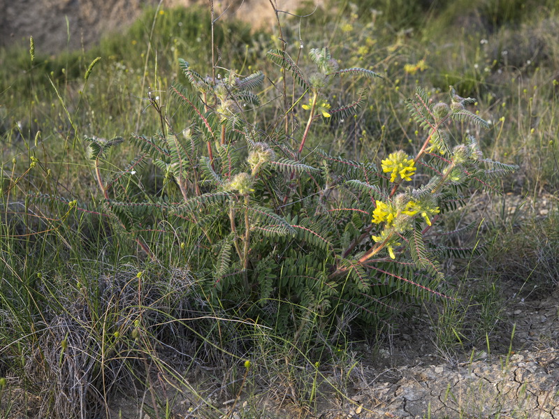 Astragalus alopecuroides grosii.01