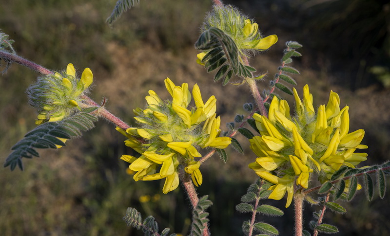 Astragalus alopecuroides alopecuroides.02