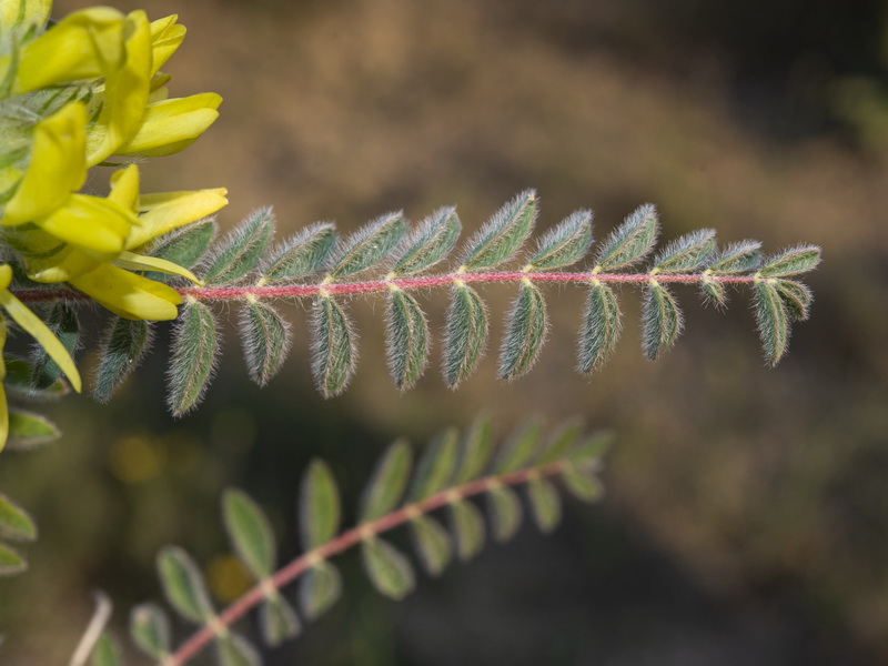 Astragalus alopecuroides alopecuroides.03