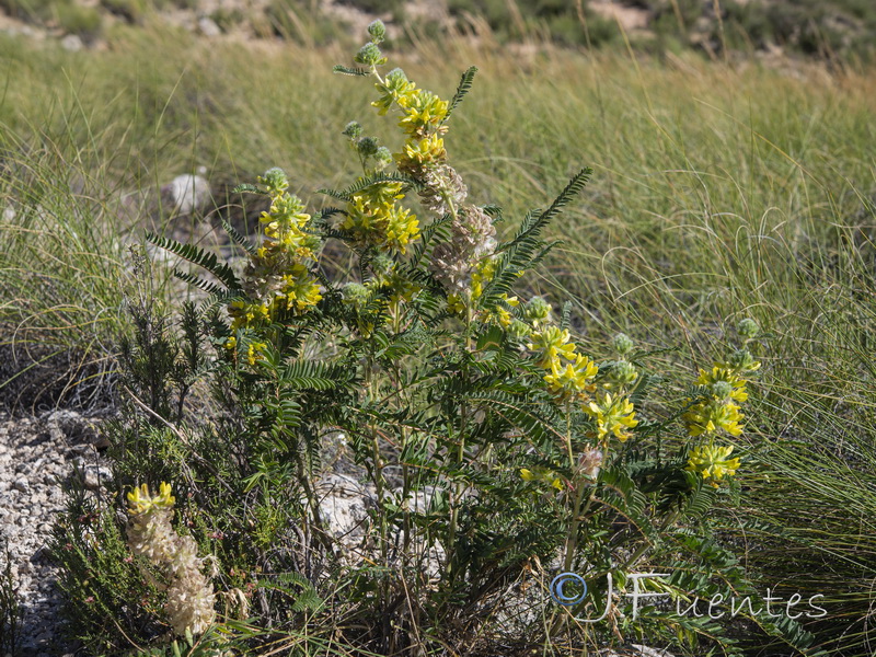 Astragalus alopecuroides alopecuroides.07