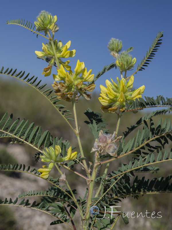 Astragalus alopecuroides alopecuroides.09