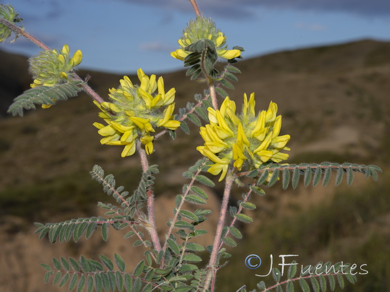 Astragalus alopecuroides alopecuroides.11