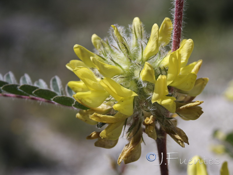 Astragalus alopecuroides grosii.08