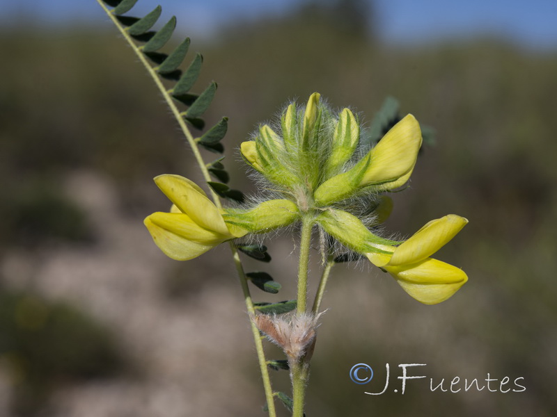 Astragalus alopecuroides grosii.09