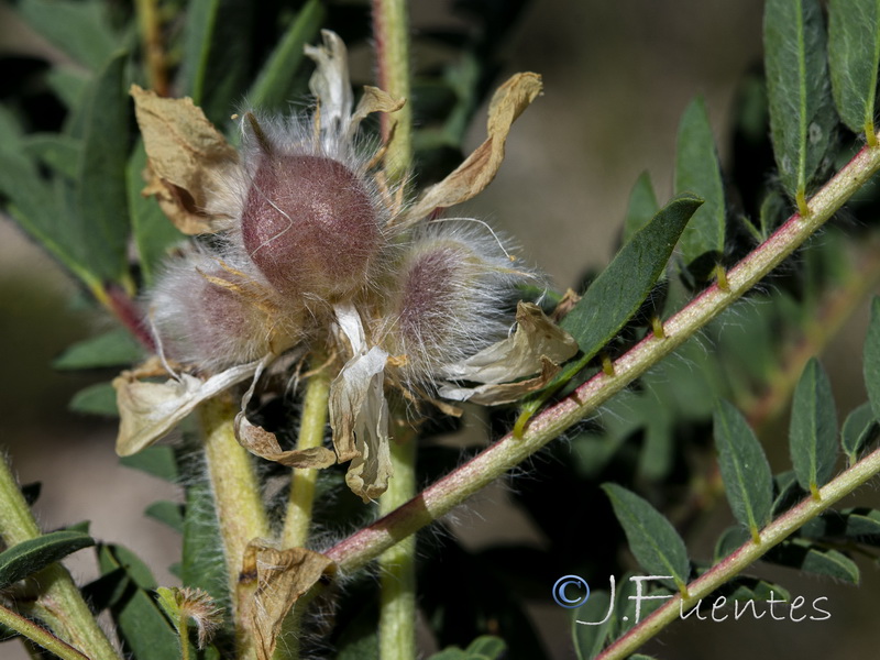 Astragalus alopecuroides alopecuroides.15
