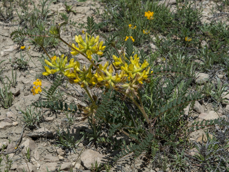 Astragalus alopecuroides grosii.02