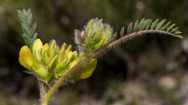 Astragalus alopecuroides grosii.06