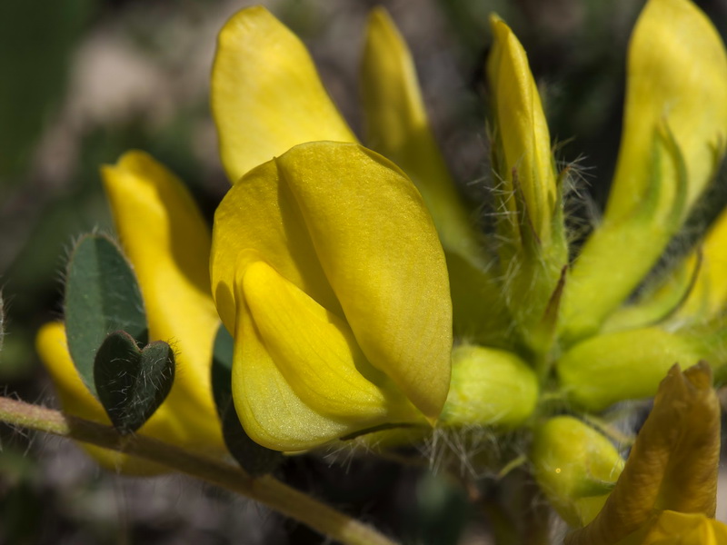 Astragalus alopecuroides grosii.10