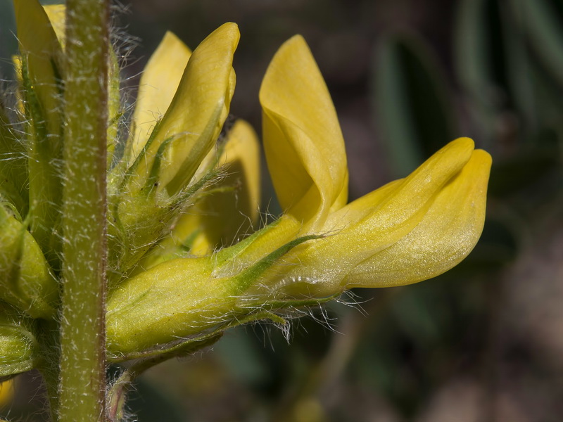 Astragalus alopecuroides grosii.14