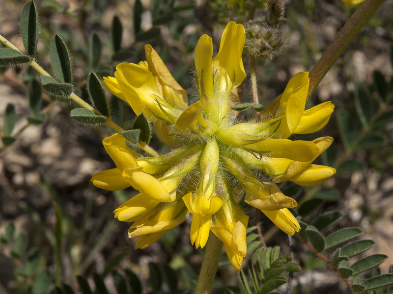 Astragalus alopecuroides grosii.17