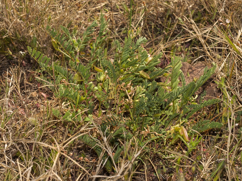 Astragalus boeticus.01