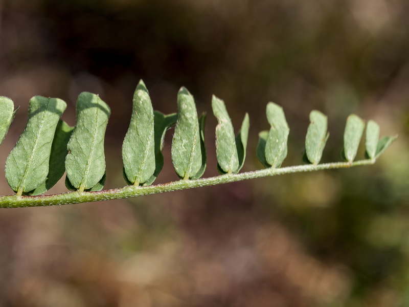 Astragalus boeticus.02