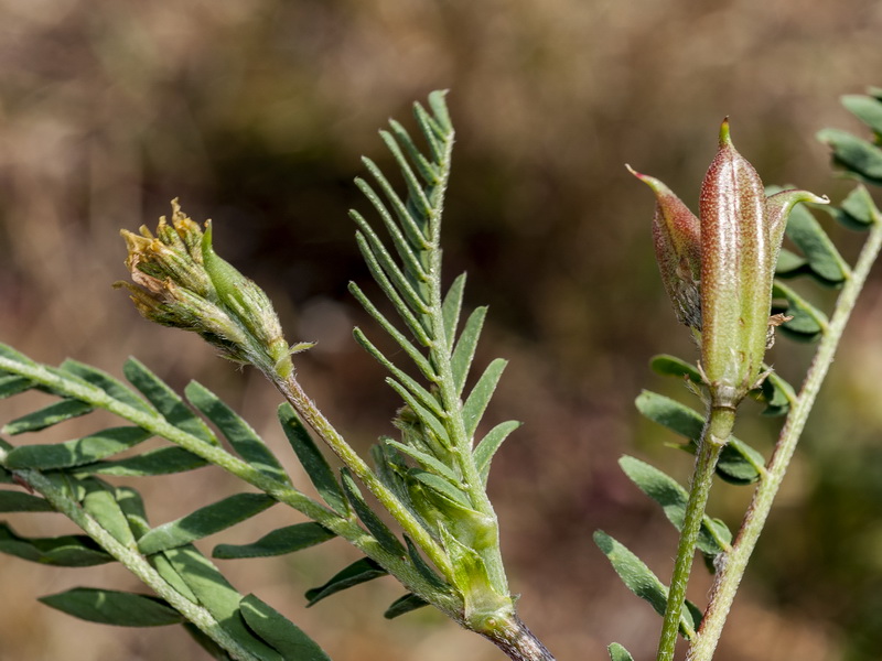 Astragalus boeticus.04