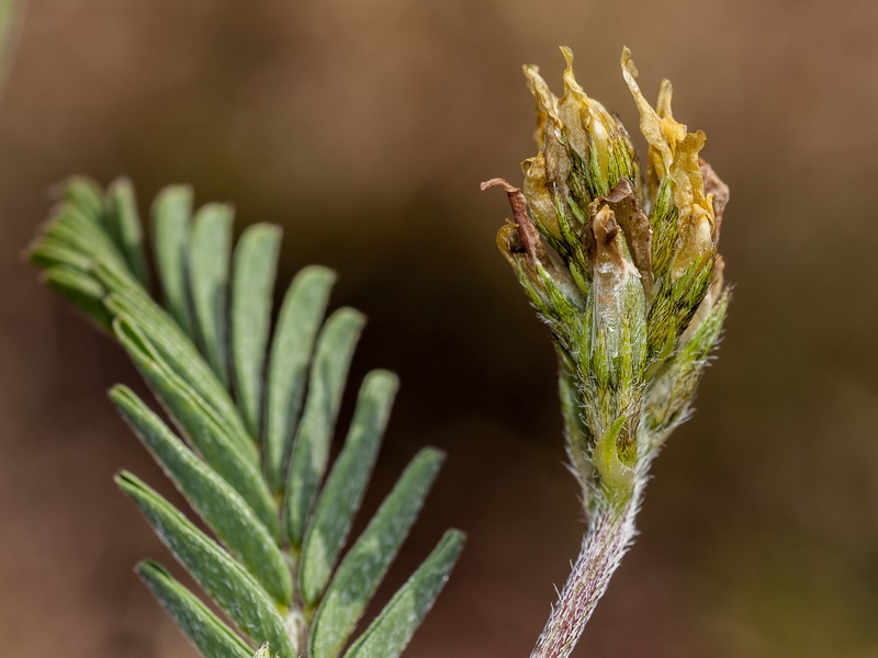 Astragalus boeticus.05