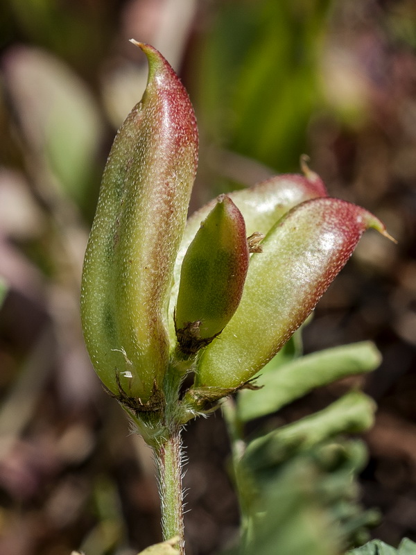 Astragalus boeticus.06