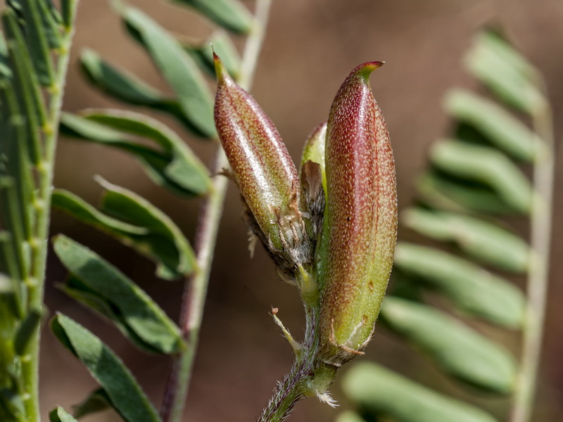 Astragalus boeticus.07