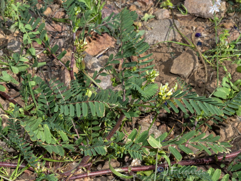 Astragalus boeticus.09
