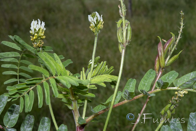 Astragalus boeticus.16