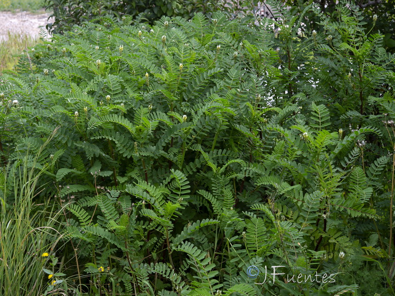 Astragalus boeticus.21
