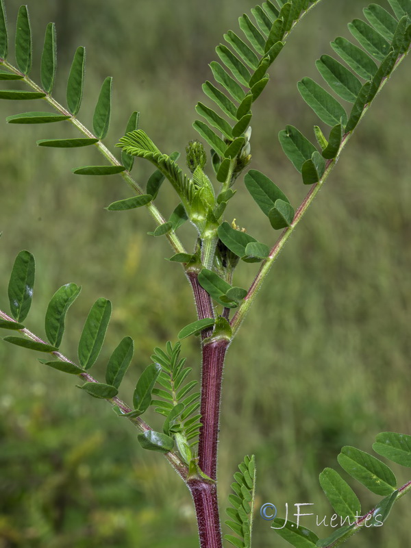 Astragalus boeticus.22